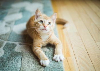 Inicios únicos: 5 momentos más importantes para la vida de tu felino