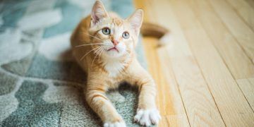 Inicios únicos: 5 momentos más importantes para la vida de tu felino