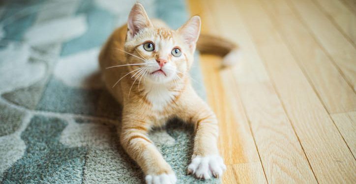 Inicios únicos: 5 momentos más importantes para la vida de tu felino