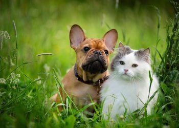 Protege a tus mascotas de pulgas y garrapatas en esta temporada de calor
