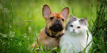 Protege a tus mascotas de pulgas y garrapatas en esta temporada de calor