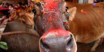 Las “vacas sagradas” del periodismo, condenadas a la extinción