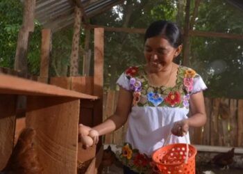 Mujeres emprendedoras en José María Morelos impulsan la venta de huevo orgánico