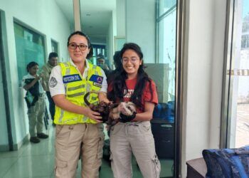 Rescatan autoridades ambientales a especie de Tlacuache Norteño