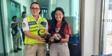 Rescatan autoridades ambientales a especie de Tlacuache Norteño
