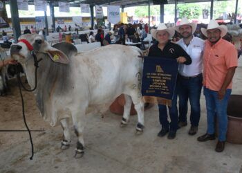 Brahman Gris juvenil de Quintana Roo gana “Mejor Ejemplar” en la feria de X’matkuil