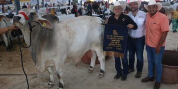 Brahman Gris juvenil de Quintana Roo gana “Mejor Ejemplar” en la feria de X’matkuil
