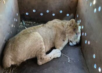 Rescatan a cachorro de león africano en Sinaloa: ya suman nueve felinos salvados en medio de la violencia