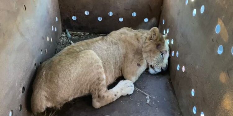 Rescatan a cachorro de león africano en Sinaloa: ya suman nueve felinos salvados en medio de la violencia