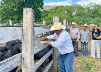 Arranca vacunación para prevenir septicemia en hato ganadero de Quintana Roo