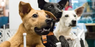 Día del Rescatista Animal: La adopción como método de rescate animal