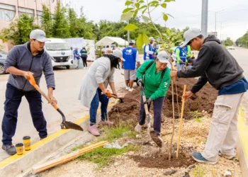 Tulum avanza en sustentabilidad con la tercera etapa del programa de arborización en la avenida La Selva