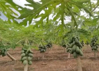 Producción de papaya maradol impulsó economía en José María Morelos, pero sucumbió ante plaga