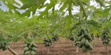 Producción de papaya maradol impulsó economía en José María Morelos, pero sucumbió ante plaga