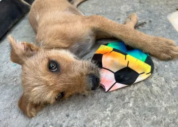Refuerzan campaña de adopción responsable en Chetumal