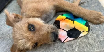 Refuerzan campaña de adopción responsable en Chetumal