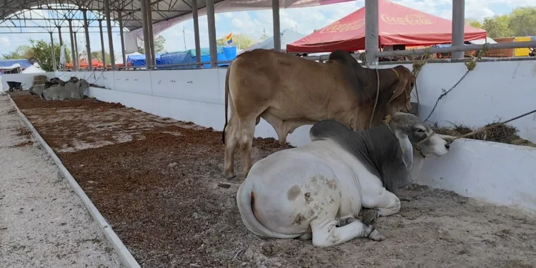 Expomor 2025: la peor de todas ante el abandono del campo por parte de Erick Borges