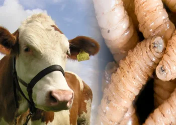 Confirman presencia del gusano barrenador en toda la Península de Yucatán