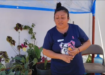 Plantas medicinales y aromáticas en José María Morelos
