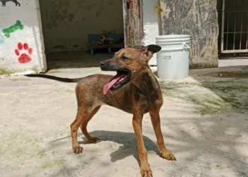 Perrita es rescatada y consigue nuevo hogar en Chetumal