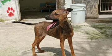 Perrita es rescatada y consigue nuevo hogar en Chetumal