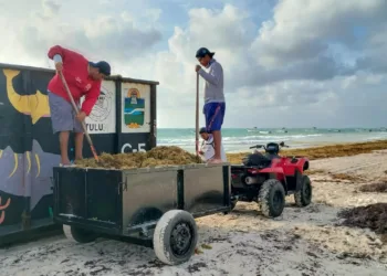 Gobierno de Tulum atiende arribo de sargazo junto a los tres órdenes
