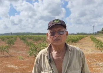 Productores del campo Yaxché denuncian incumplimiento de CFE pese a pagos realizados