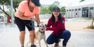 Con Estefanía Mercado al frente, Playa del Carmen está a un paso de hacer historia con su primera clínica gratuita para animales