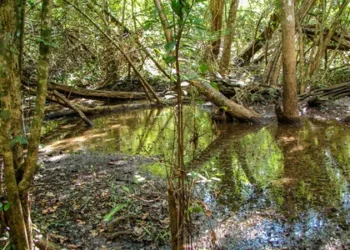 Balam-Kaax: 20 años de conservación comunitaria en la selva maya