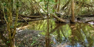 Balam-Kaax: 20 años de conservación comunitaria en la selva maya