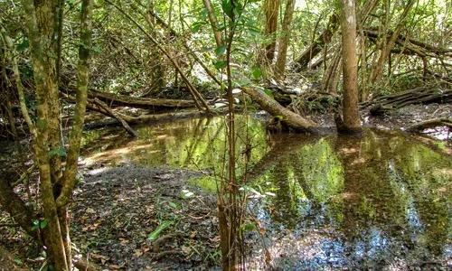 Balam-Kaax: 20 años de conservación comunitaria en la selva maya