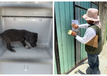 En Tulum priorizan atención a denuncias de maltrato animal