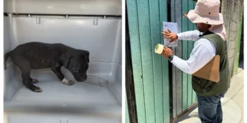 En Tulum priorizan atención a denuncias de maltrato animal