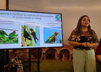 Monitoreo ciudadano detecta siete especies de loros urbanos en Mérida