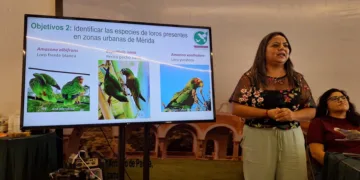Monitoreo ciudadano detecta siete especies de loros urbanos en Mérida
