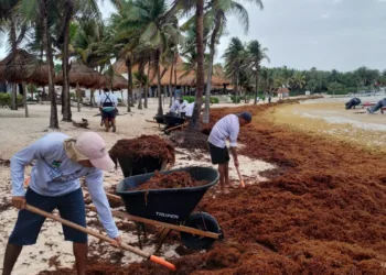 Recolectan 513 toneladas de sargazo en mayo en Tulum y prevén mayor recale en verano