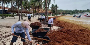 Recolectan 513 toneladas de sargazo en mayo en Tulum y prevén mayor recale en verano