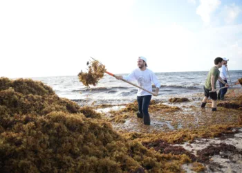 Fernando Muñoz se suma al ‘Reto Sargazo’ por Playa del Carmen