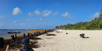 Se suman más apoyos al #RetoSargazo, iniciativa de la presidenta Estefanía Mercado: más de 90 elementos de Seguridad Ciudadana participan en Playa 88