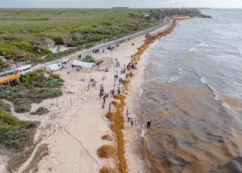 Intensifican acciones contra el sargazo en Tulum: instalarán 2.5 km de barreras con apoyo de la Marina
