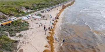 Intensifican acciones contra el sargazo en Tulum: instalarán 2.5 km de barreras con apoyo de la Marina