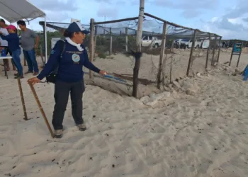 Llamado urgente para proteger a las tortugas marinas en Tulum: “Somos el país de las tortugas, debemos actuar”