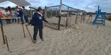 Llamado urgente para proteger a las tortugas marinas en Tulum: “Somos el país de las tortugas, debemos actuar”