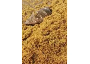 Tortuga Caguama queda atrapada en sargazo en Playa Paraíso; alertan por daños a la vida marina