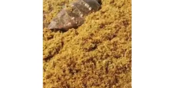 Tortuga Caguama queda atrapada en sargazo en Playa Paraíso; alertan por daños a la vida marina