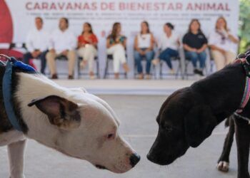 Mara Lezama Impulsa las Primeras Caravanas de Bienestar Animal en Quintana Roo