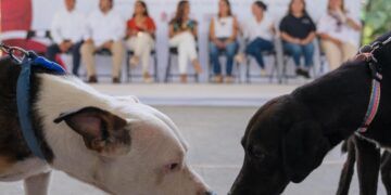 Mara Lezama Impulsa las Primeras Caravanas de Bienestar Animal en Quintana Roo