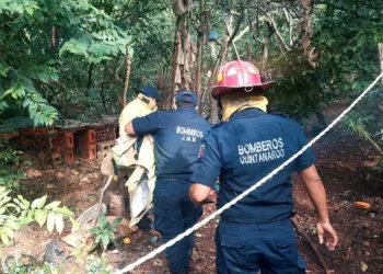 Susto en la colonia Madrazo: jabalí ataca a mujer embarazada