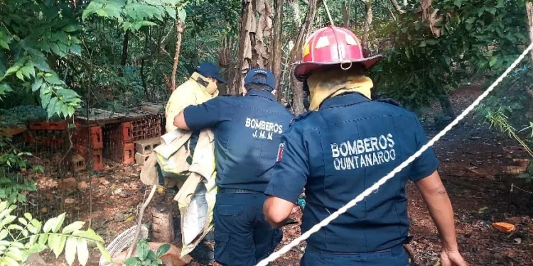 Susto en la colonia Madrazo: jabalí ataca a mujer embarazada