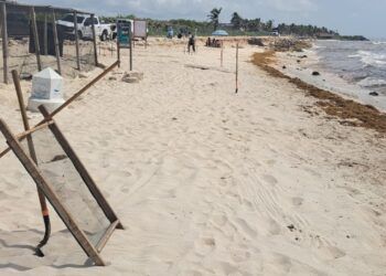 Tulum Registra Más de 600 Nidos de Tortuga Marina; Proyectan Superar los 10 Mil